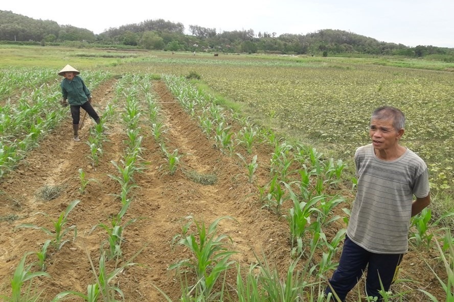 Chuyển đổi và thu hồi đất nông nghiệp ở Nha Trang
